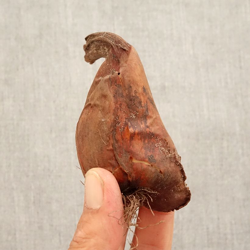 Exemplaar van Colchicum speciosum Atrorubens - Herfsttijloos Bol kaliber 18+ zoals geleverd in de herfst