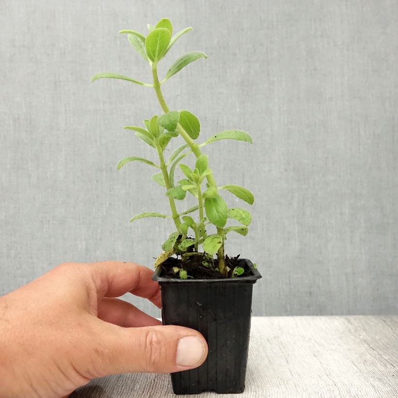 Exemplaar van Kattenschrik - Plectranthus caninus Kweekpotje van 7/8 cm zoals geleverd in de zomer