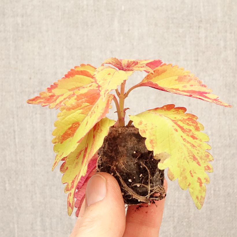 Exemplaar van Coleus Golden Freckles - Siernetel Mini-mot Ø 3/4 cm zoals geleverd in de lente