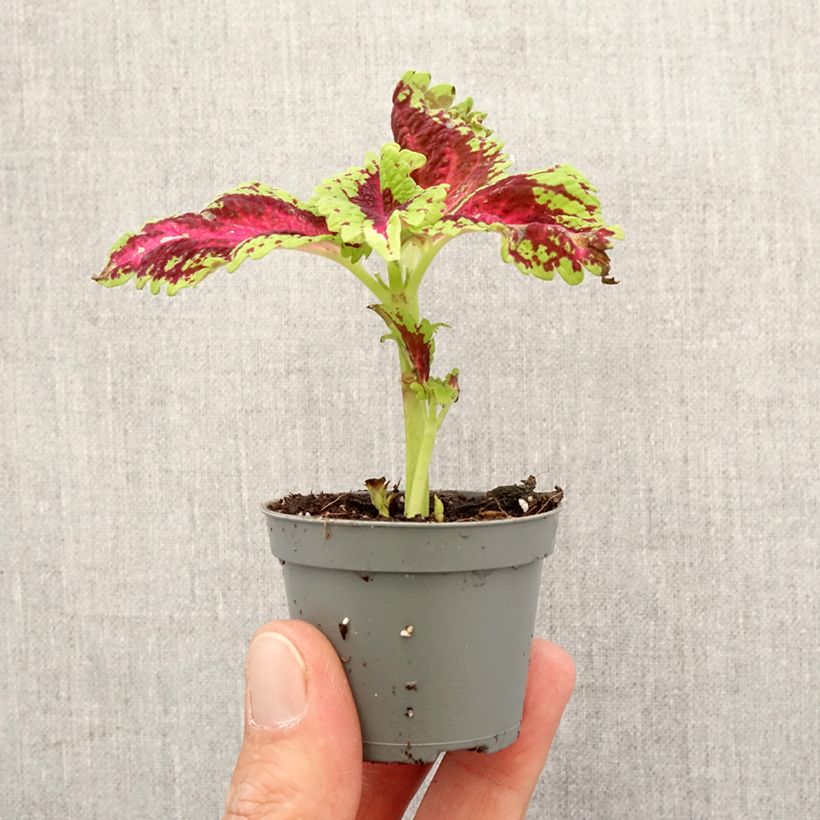 Example of Coleus Le Freak Mini-plante as you get in printemps