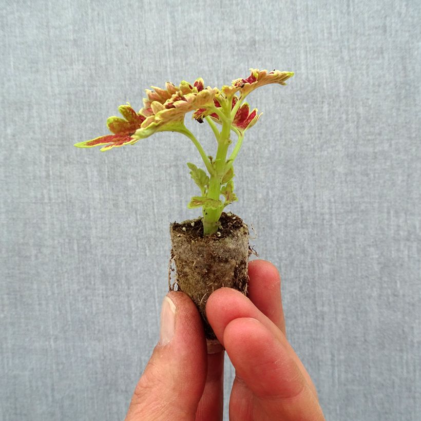 Example of Coleus Limewire Mini-mot Ø 3/4 cm as you get in printemps