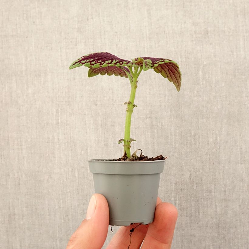 Example of Coleus MS Abbey Road Mini-plante as you get in printemps