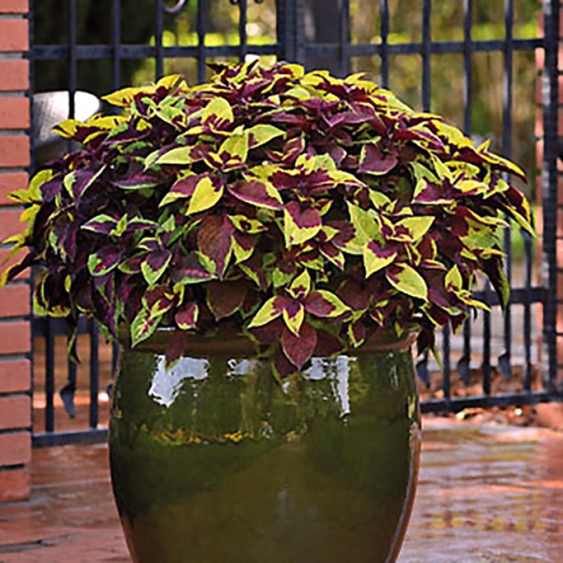 Coleus Pineapple Surprise - Siernetel (Plant habit)