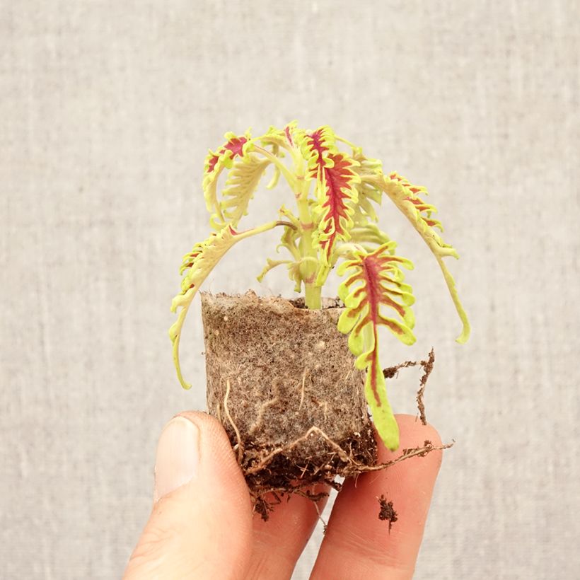 Exemplaar van Coleus Skeletal - Siernetel Mini-mot Ø 3/4 cm zoals geleverd in de lente