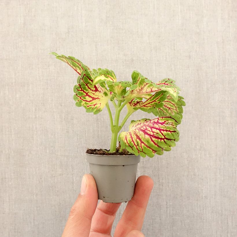 Example of Coleus Spacecake - Siernetel Mini-plante as you get in printemps