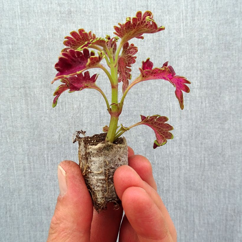 Example of Coleus Vulcan Mini-mot Ø 3/4 cm as you get in printemps