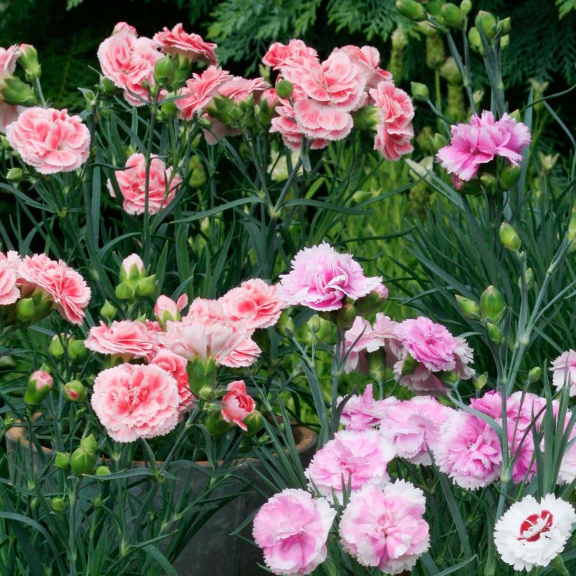 Collectie 3 geurige muuranjers (Bloei)