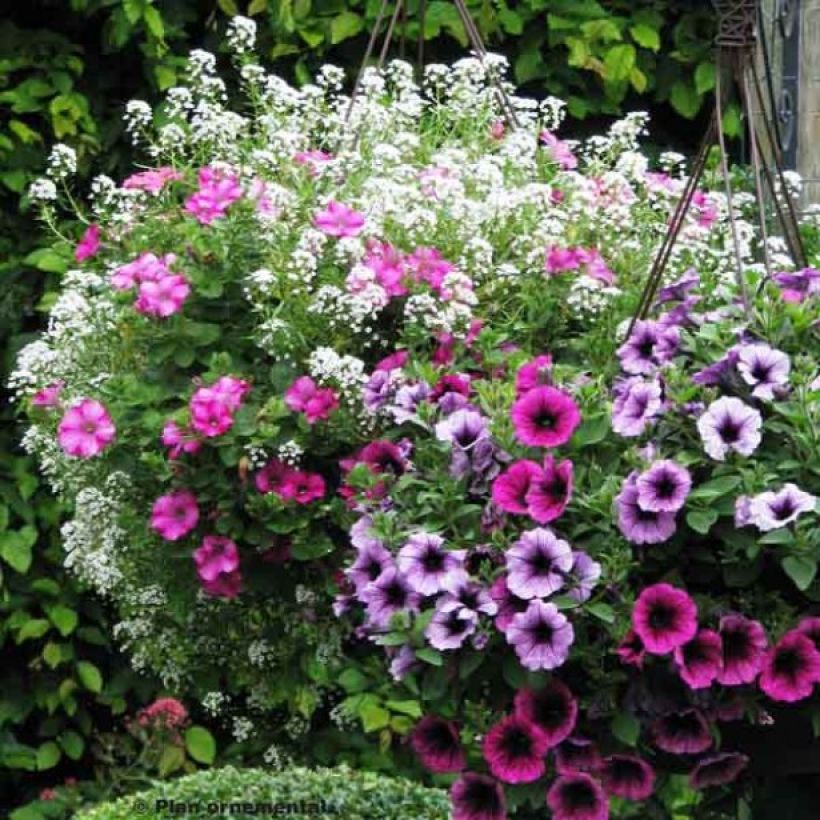 # Collectie Berry Cascade (Bloei)