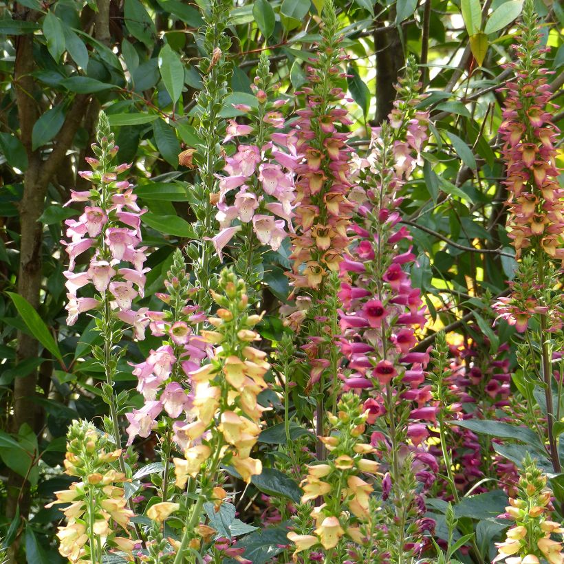 Collectie van 3 Digiplexis Illumination - Digitalis hybriden (Bloei)