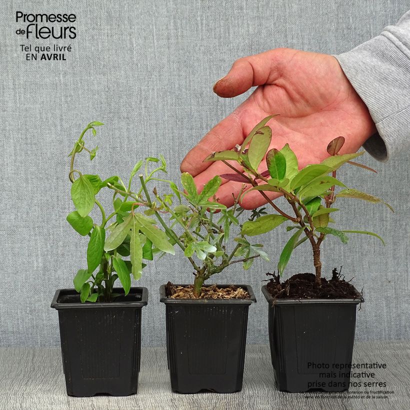 Exemplaar van Onmisbare Klimplanten Collectie zoals geleverd in de lente