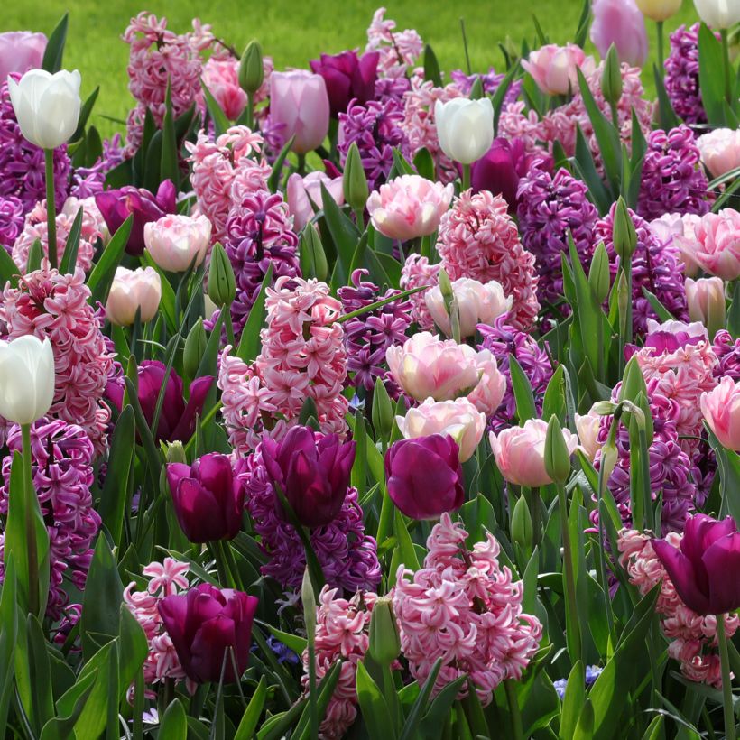 Collectie Romantische Harmonie (Blad)