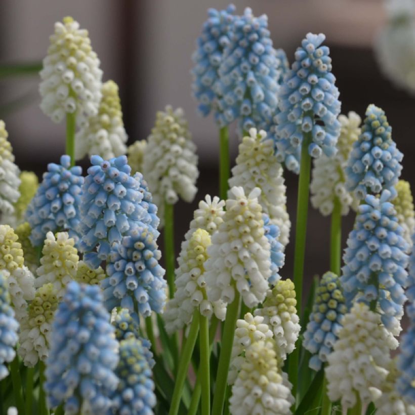 Collection Muscari Magic (Bloei)