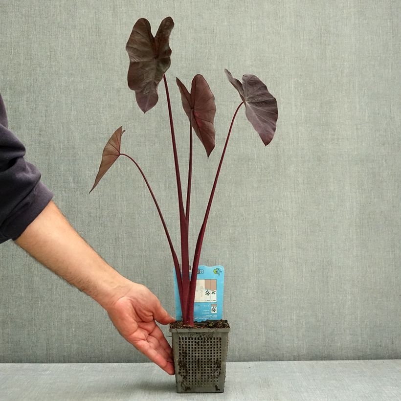 Exemplaar van Colocasia Black Magic - Olifantsoor Kweekpotje van 8/9 cm zoals geleverd in de zomer