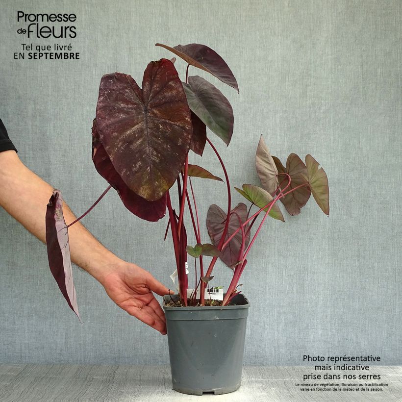Exemplaar van Colocasia Black Magic - Olifantsoor Pot van 4 l/5 l zoals geleverd in de herfst