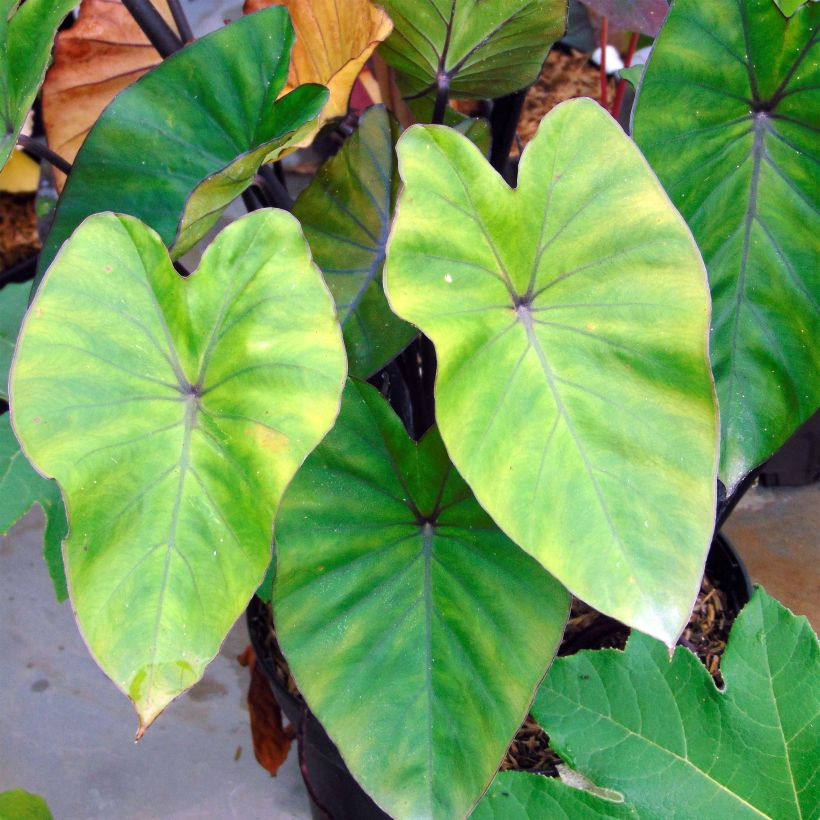 Colocasia esculenta var. fontanesii Black Stem - Olifantsoor (Foliage)