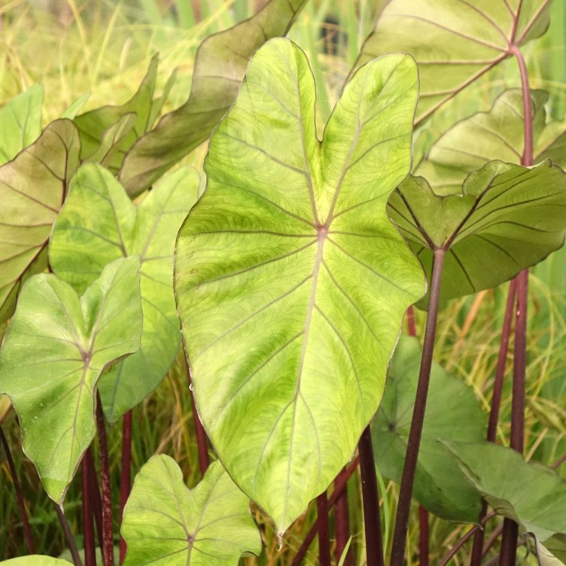 Colocasia esculenta Fontanesii - Olifantsoor (Blad)