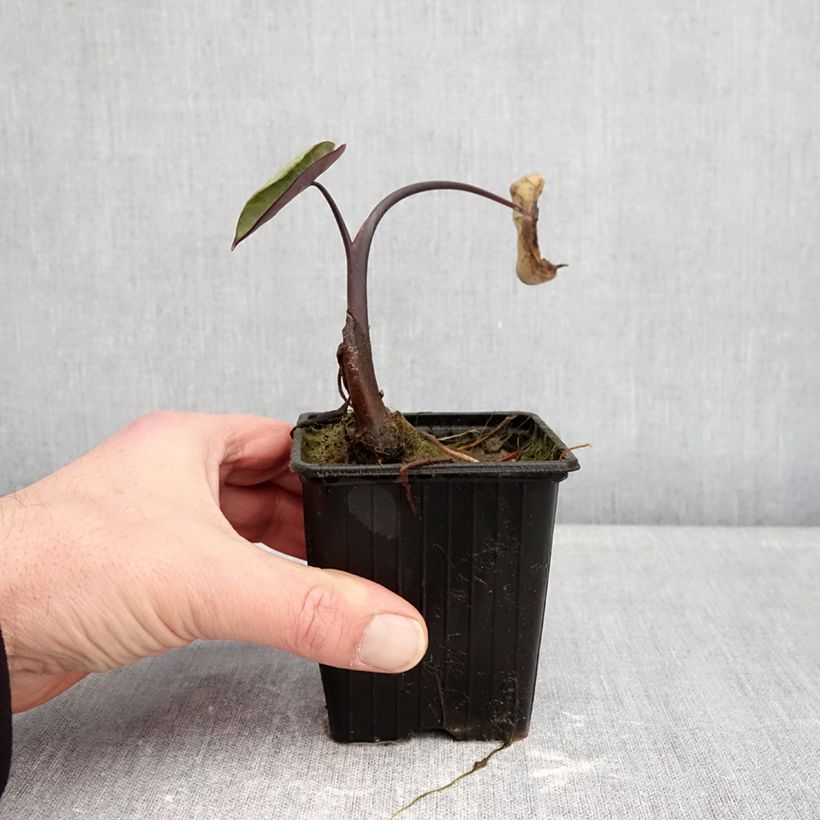 Example of Colocasia esculenta Fontanesii - Oreille d'éléphant Kweekpotje van 8/9 cm as you get in hiver