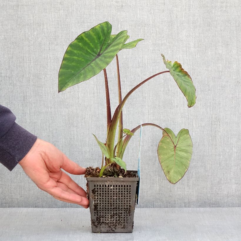 Exemplaar van Colocasia esculenta Fontanesii - Olifantsoor Kweekpotje van 8/9 cm zoals geleverd in de lente