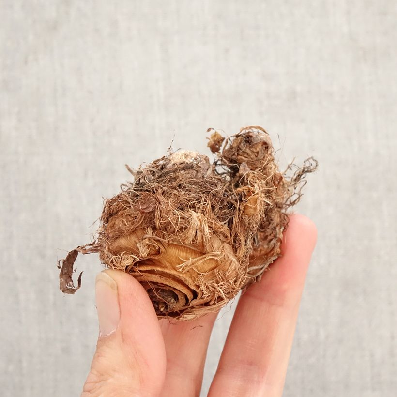 Exemplaar van Colocasia esculenta Illustris - Olifantsoor Bol zoals geleverd in de lente