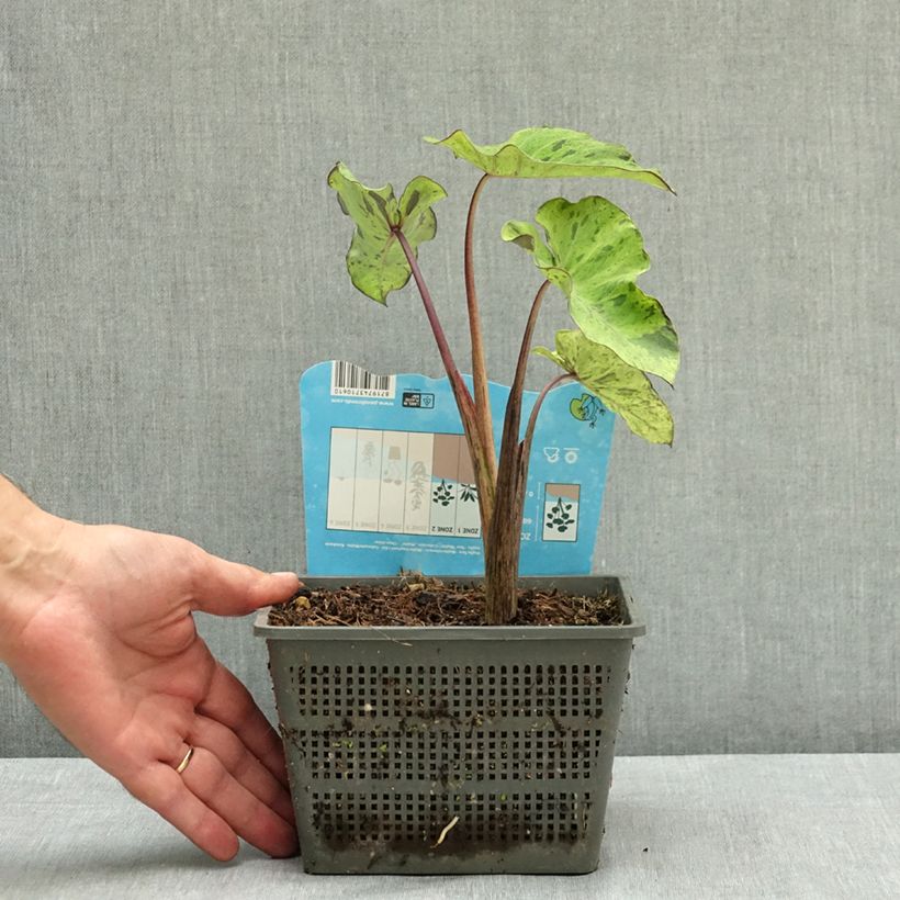 Exemplaar van Colocasia esculenta Mojito - Olifantsoor Pot van 4 l/5 l zoals geleverd in de zomer