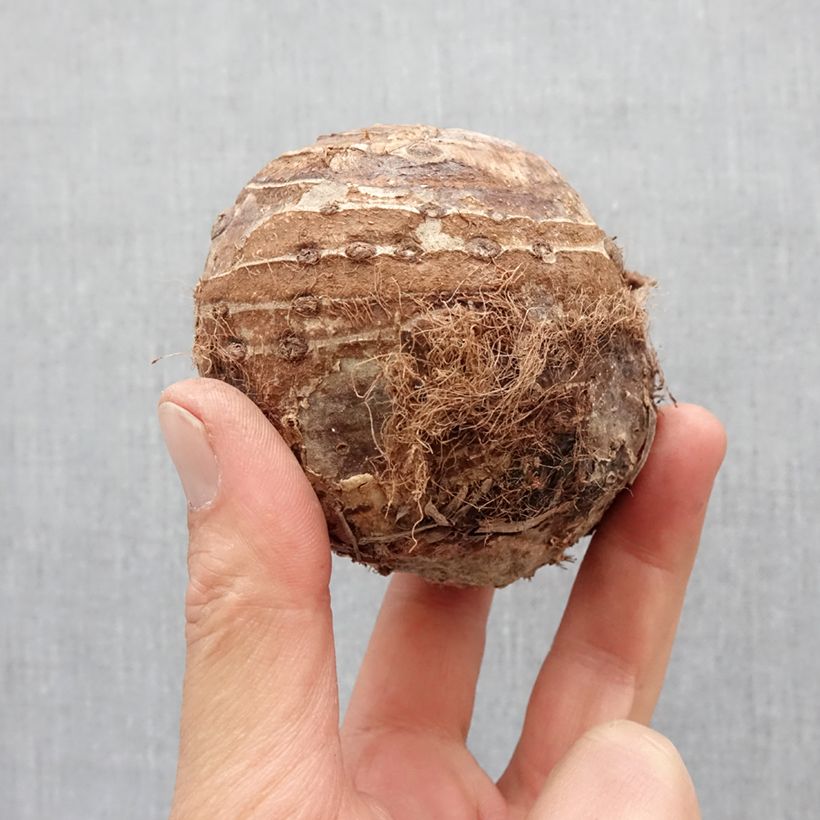 Example of Colocasia esculenta - Oreille d'éléphant - Taro Bol size 32+ as you get in printemps