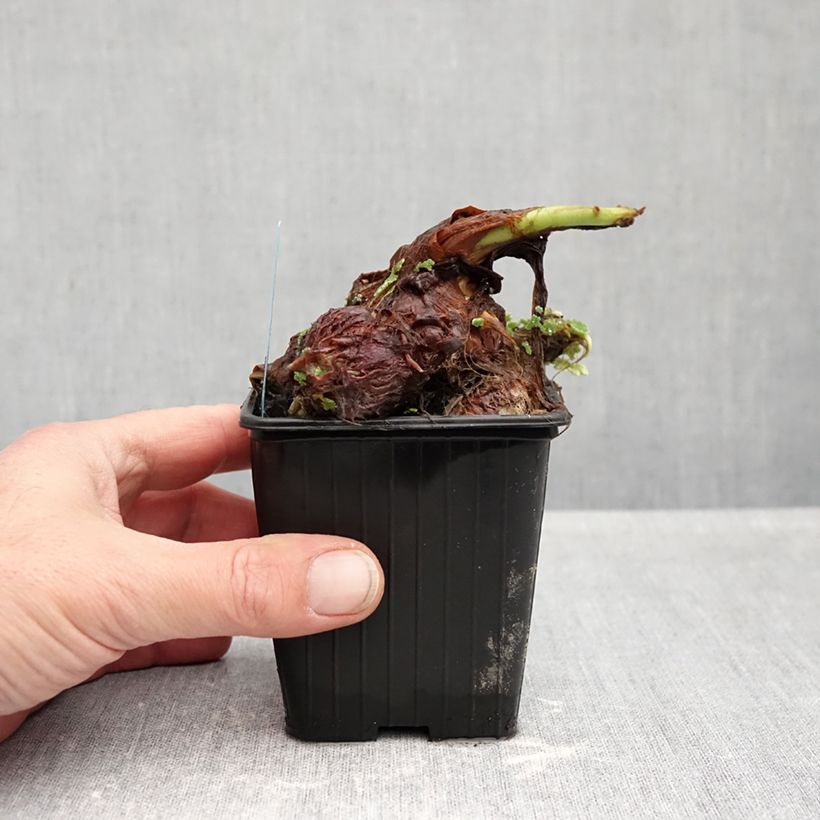 Example of Colocasia esculenta - Oreille d'éléphant - Taro Kweekpotje van 8/9 cm as you get in automne