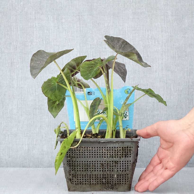 Example of Colocasia esculenta - Oreille d'éléphant - Taro Pot van 4 l/5 l as you get in printemps
