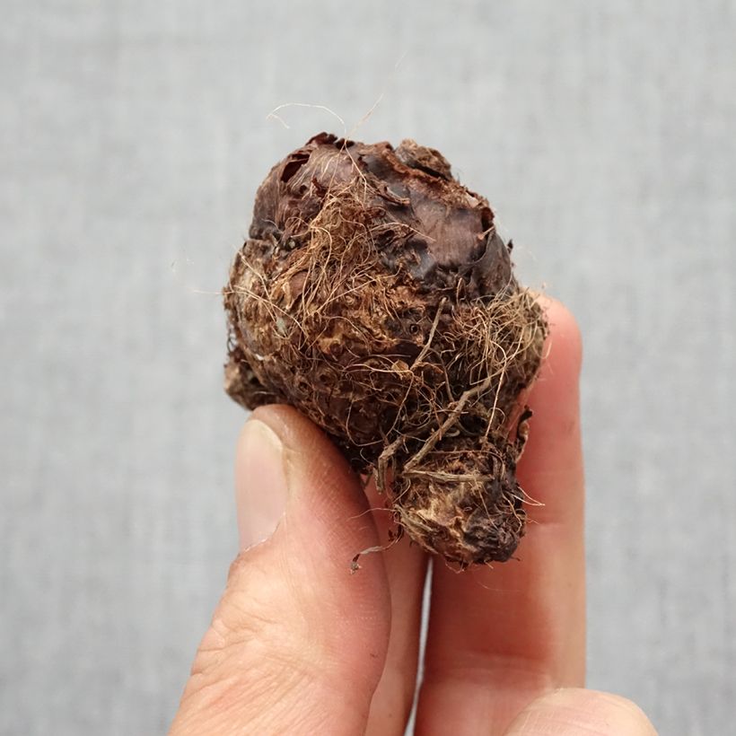Exemplaar van Colocasia Hawaiian Punch - Olifantsoor Bol kaliber I zoals geleverd in de lente