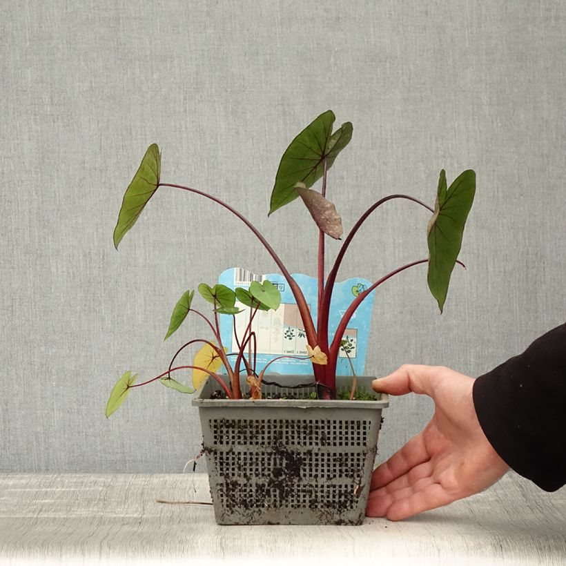 Exemplaar van Colocasia Hawaiian Punch - Olifantsoor Pot van 4 l/5 l kaliber 18/20 zoals geleverd in de herfst