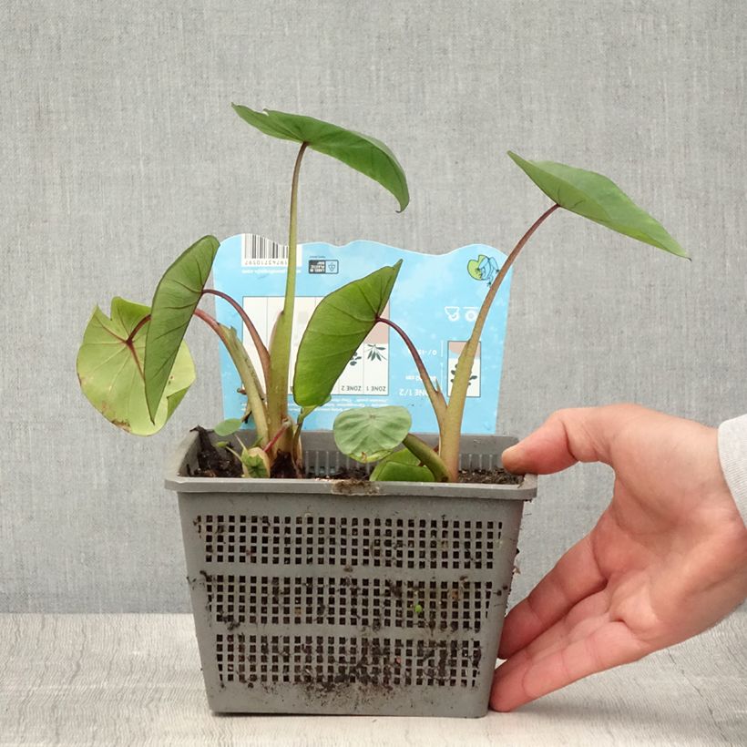 Exemplaar van Colocasia Hawaiian Punch - Olifantsoor Pot van 4 l/5 l kaliber 18/20 zoals geleverd in de zomer