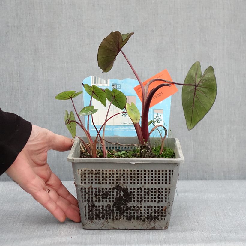 Exemplaar van Colocasia Hawaiian Punch - Olifantsoor Pot van 4 l/5 l kaliber 18/20 zoals geleverd in de winter