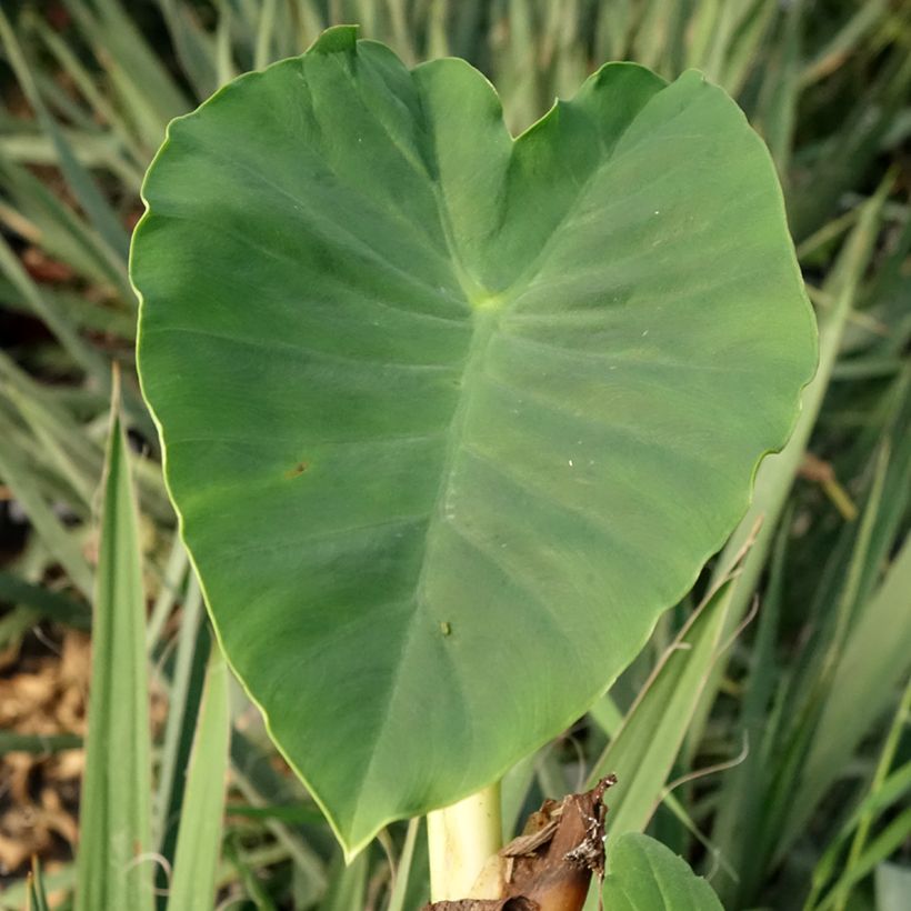 Colocasia Jack's Giant - Olifantsoor (Blad)