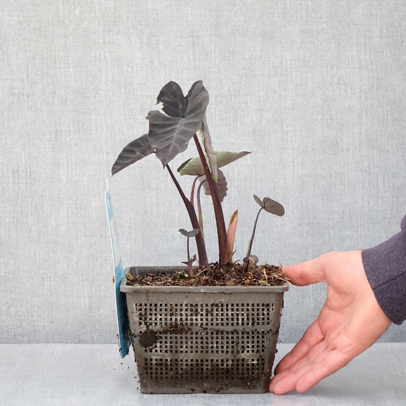 Example of Colocasia Kona Coffee - Taro Pot van 4 l/5 l as you get in printemps