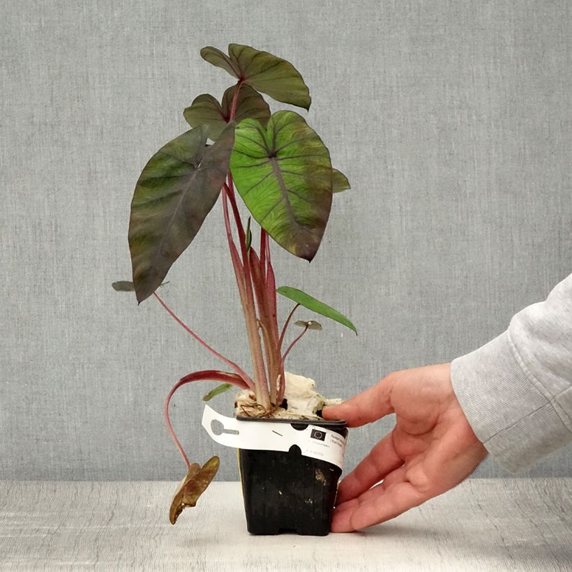 Example of Colocasia Madeira - Olifantsoor Kweekpotje van 8/9 cm as you get in ete