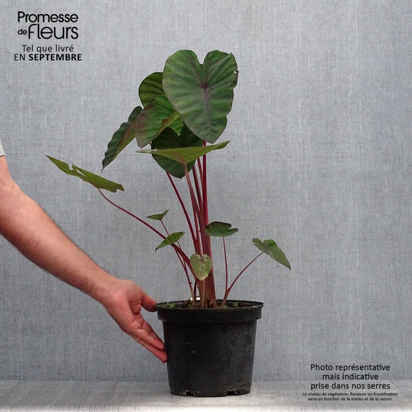 Exemplaar van Colocasia Madeira - Olifantsoor Pot van 3 l/4 l zoals geleverd in de herfst