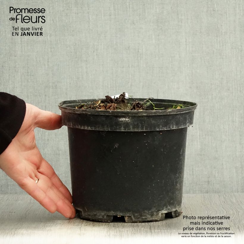 Exemplaar van Colocasia Painted Black Gecko - Olifantsoor Pot van 4 l/5 l zoals geleverd in de winter