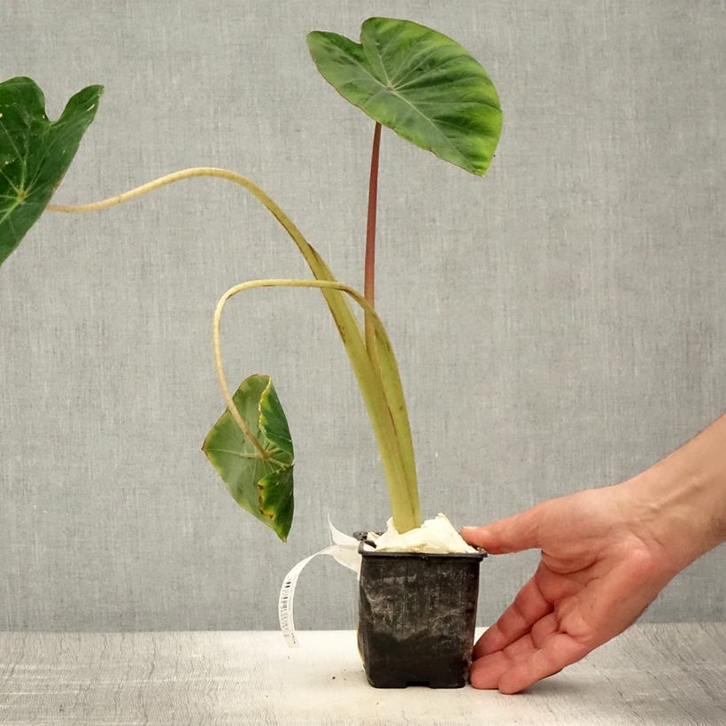 Exemplaar van Colocasia Pink China - Olifantsoor Kweekpotje van 8/9 cm zoals geleverd in de zomer