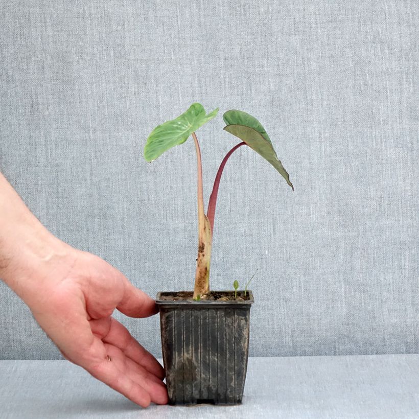 Example of Colocasia Pink China - Olifantsoor Kweekpotje van 8/9 cm as you get in printemps