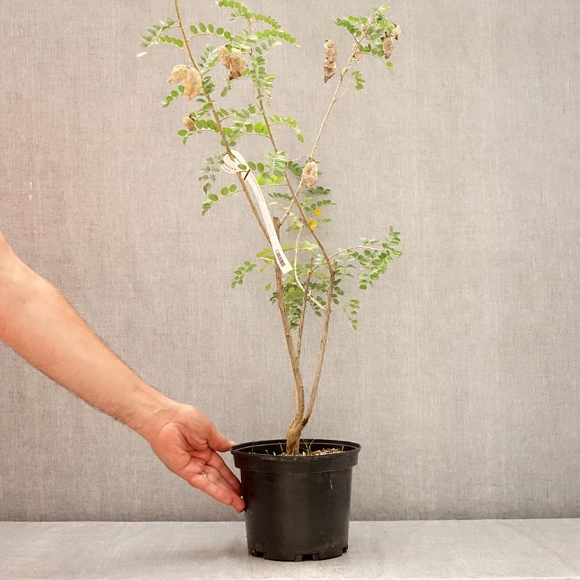 Exemplaar van Colutea arborescens - Europese blazenstruik Pot van 2 l/3 l zoals geleverd in de zomer