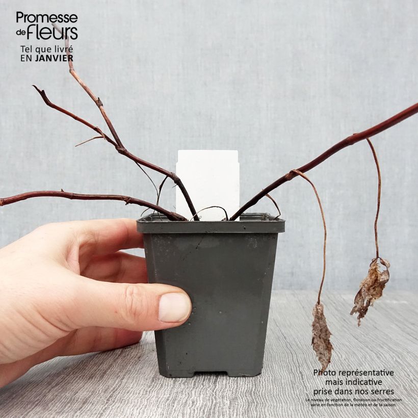 Example of Comarum palustre - Comaret ou Potentille des marais Kweekpotje van 8/9 cm as you get in hiver