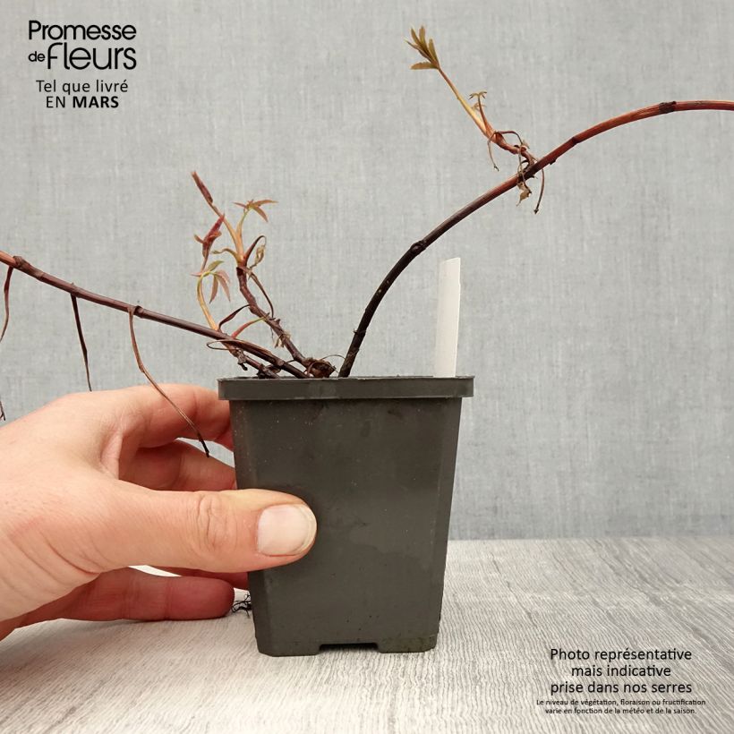 Exemplaar van Comarum palustre - Wateraardbei Kweekpotje van 8/9 cm zoals geleverd in de lente