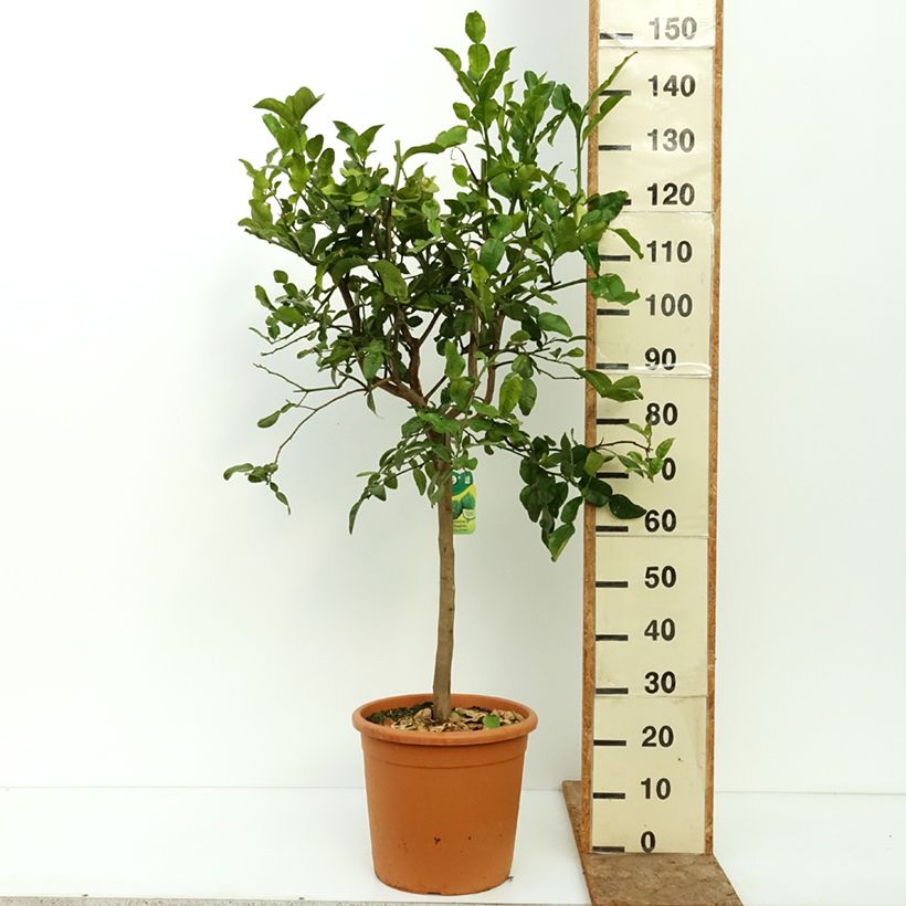 Exemplaar van Kaffirlime - Citrus hystrix Pot van 18 l/20 l, Half-hoge stam zoals geleverd in de zomer