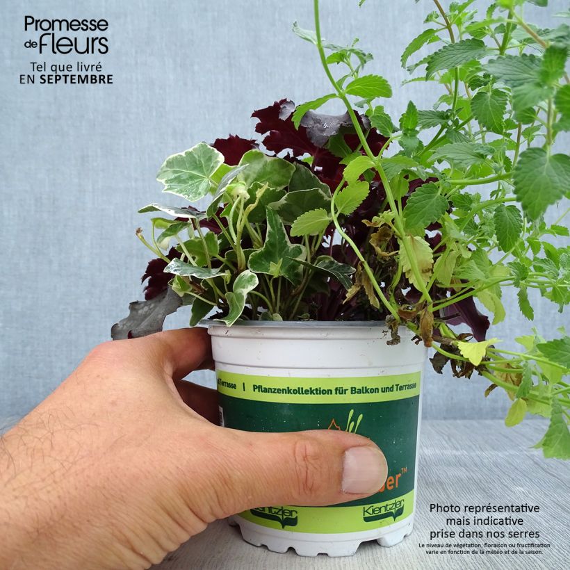 Exemplaar van Herfstbries-samenstelling - samenstelling van 3 planten Pot van 12 cm / 13 cm zoals geleverd in de herfst