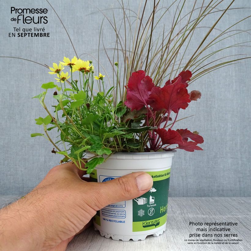 Exemplaar van Vrolijke Samenstelling - samenstelling van 4 planten Pot van 12 cm / 13 cm zoals geleverd in de herfst
