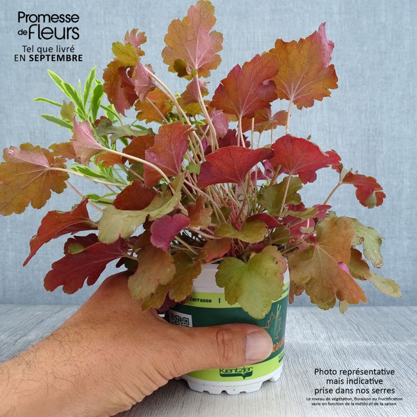 Exemplaar van Hidden Treasure-samenstelling - samenstelling van 3 planten Pot van 12 cm / 13 cm zoals geleverd in de herfst