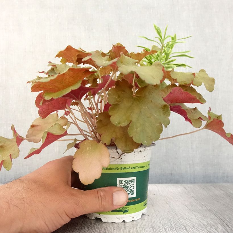 Exemplaar van Hidden Treasure-samenstelling - samenstelling van 3 planten Pot van 12 cm / 13 cm zoals geleverd in de zomer