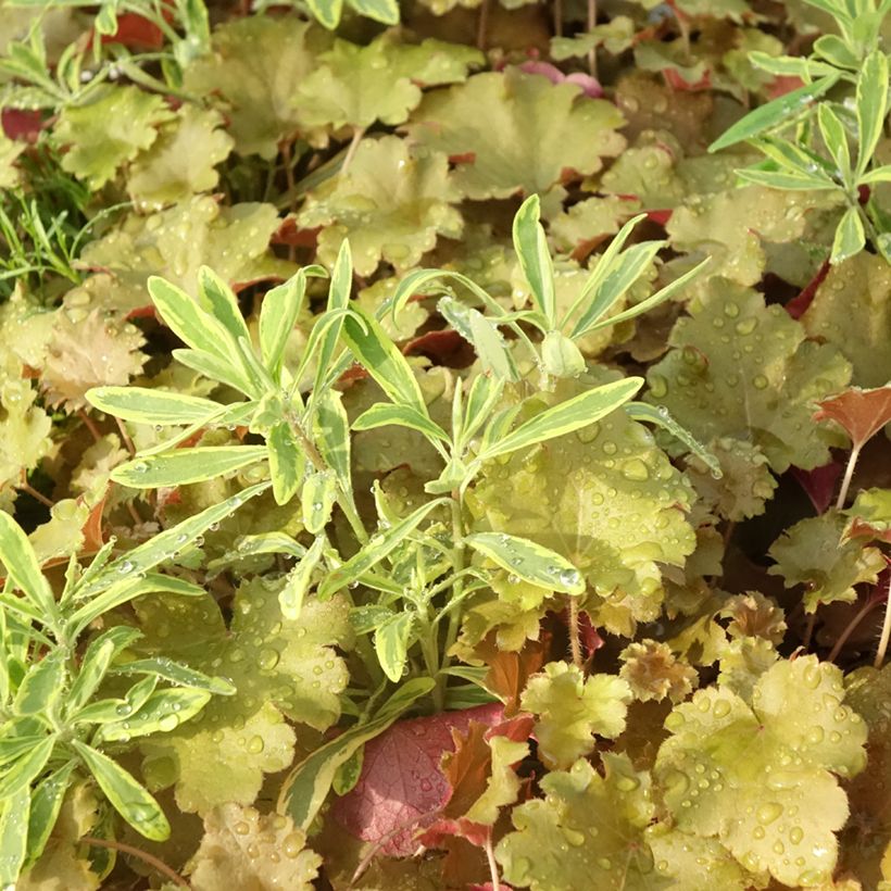 Hidden Treasure-samenstelling - samenstelling van 3 planten (Blad)