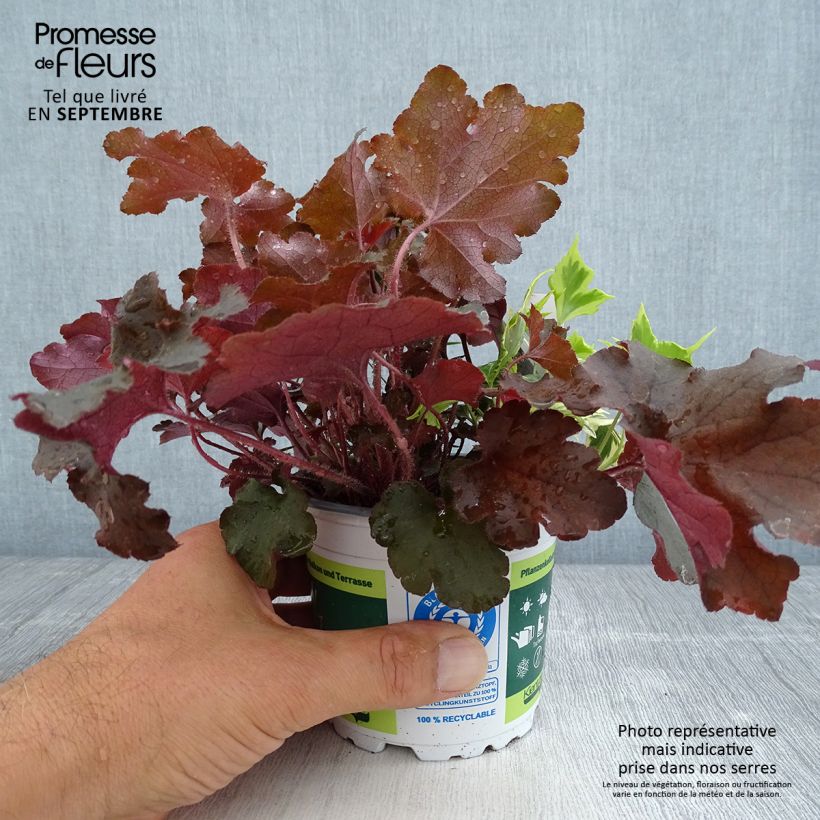 Exemplaar van Samenstelling Lucky Charm - samenstelling van 3 planten Pot van 12 cm / 13 cm zoals geleverd in de herfst