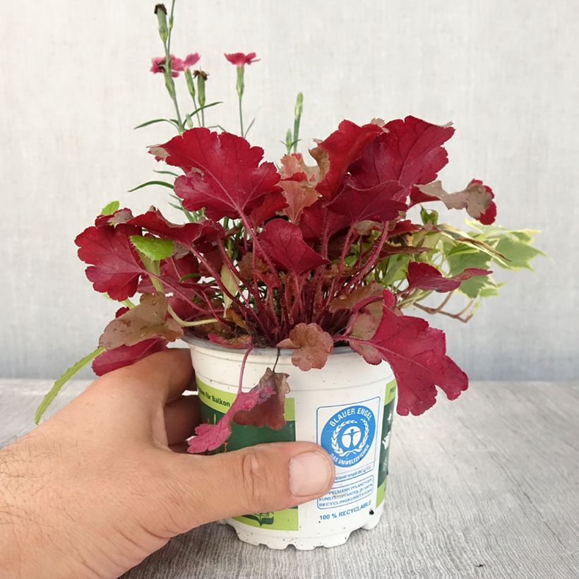 Exemplaar van Samenstelling Lucky Charm - samenstelling van 3 planten Pot van 12 cm / 13 cm zoals geleverd in de zomer