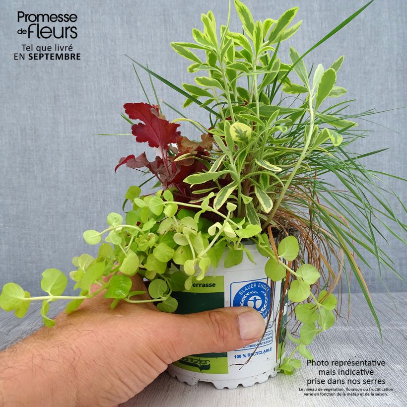 Exemplaar van Najaarlicht samenstelling - samenstelling van 4 planten Pot van 12 cm / 13 cm zoals geleverd in de herfst